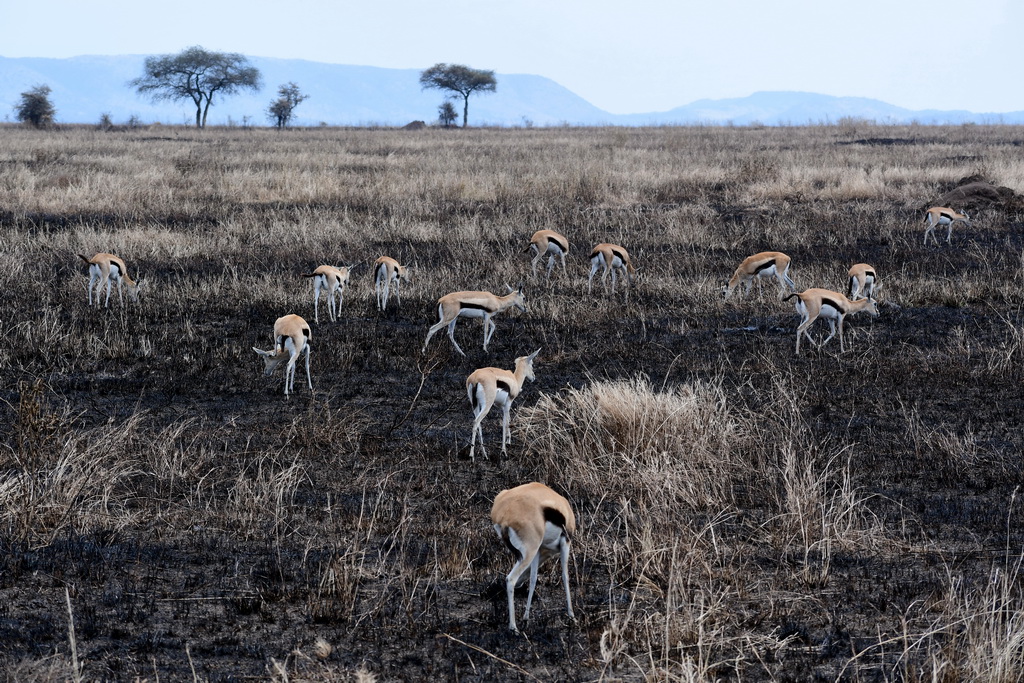 Central Serengeti